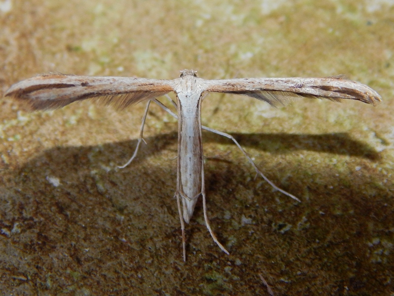 Pterophoridae da identificare